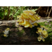 Мицелий Вешенки лимонно-желтой / золотой (Pleurotus citrinopileatus)